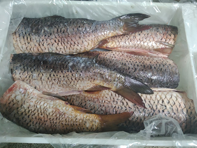 image of carp fish